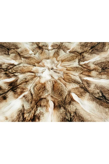 Coyote Fur Rug